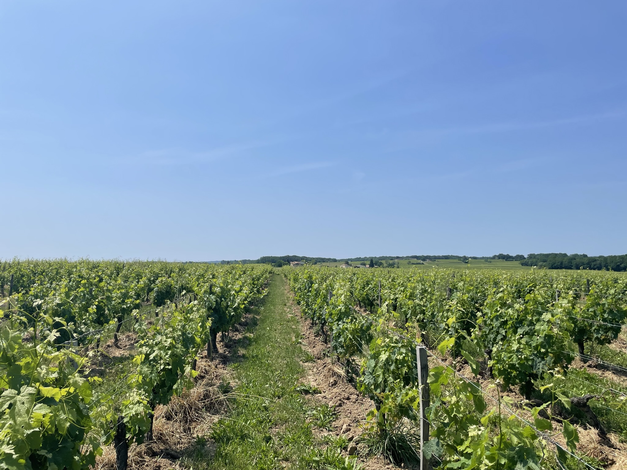 Variante du Lyssandre à l'Engranne