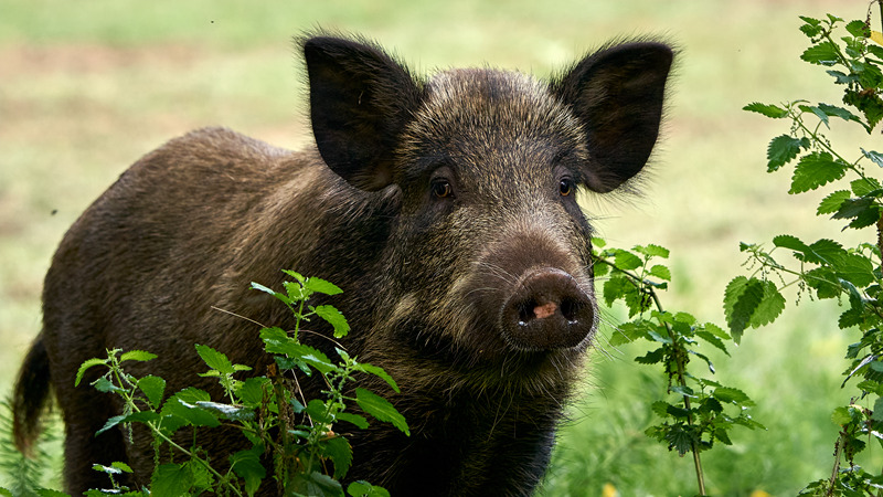 Repas de chasse à Mouzens