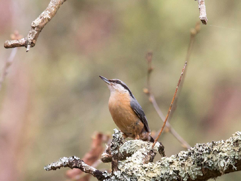 Rencontre avec la biodiversité de la base de loisirs de Blasimon