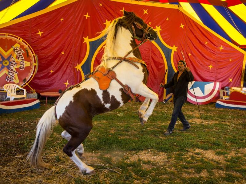 Spectacle équestre nocturne avec Jean Marc Laurora et sa troupe & Festivités du 14 juillet