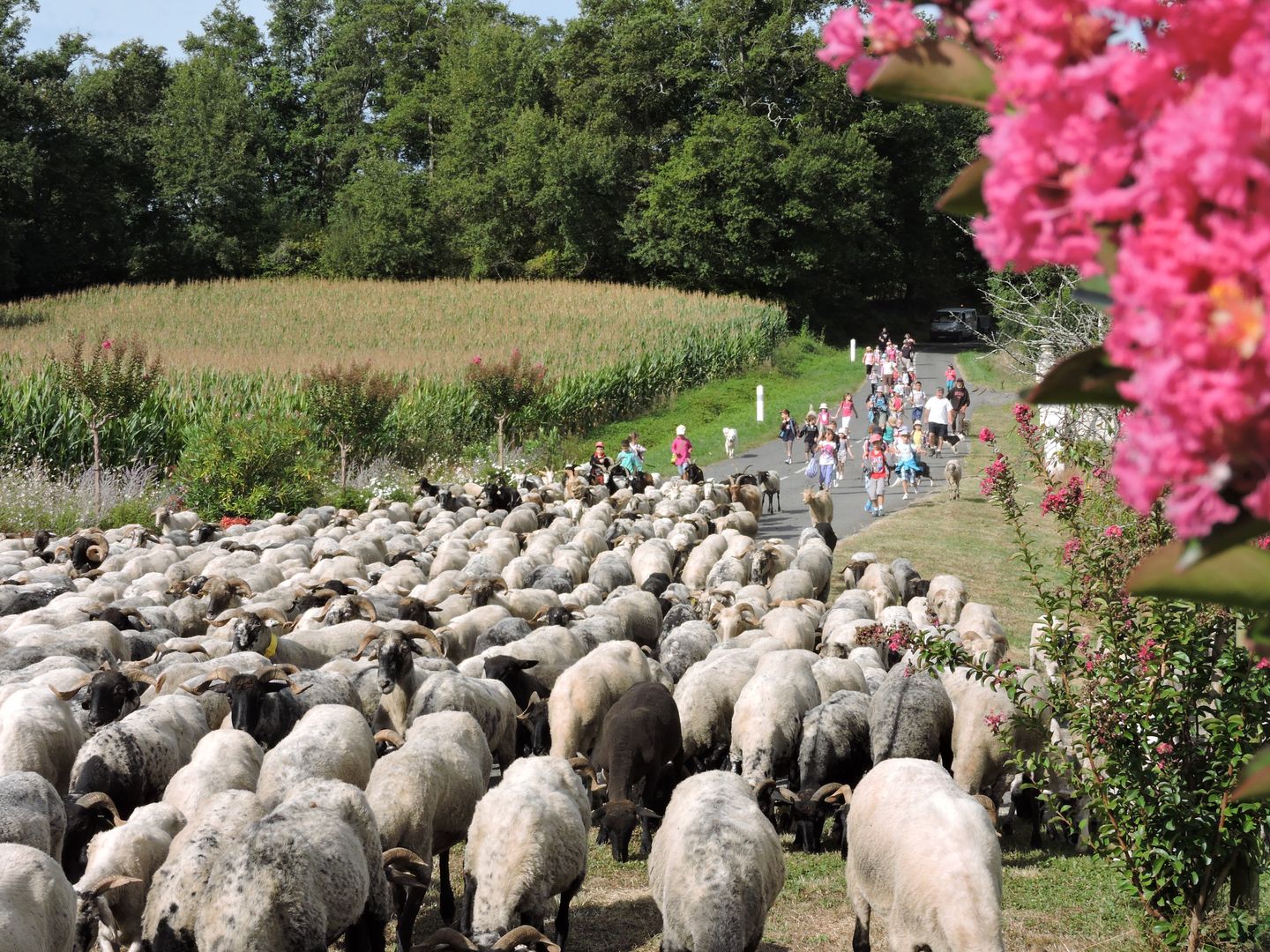 Route de la transhumance