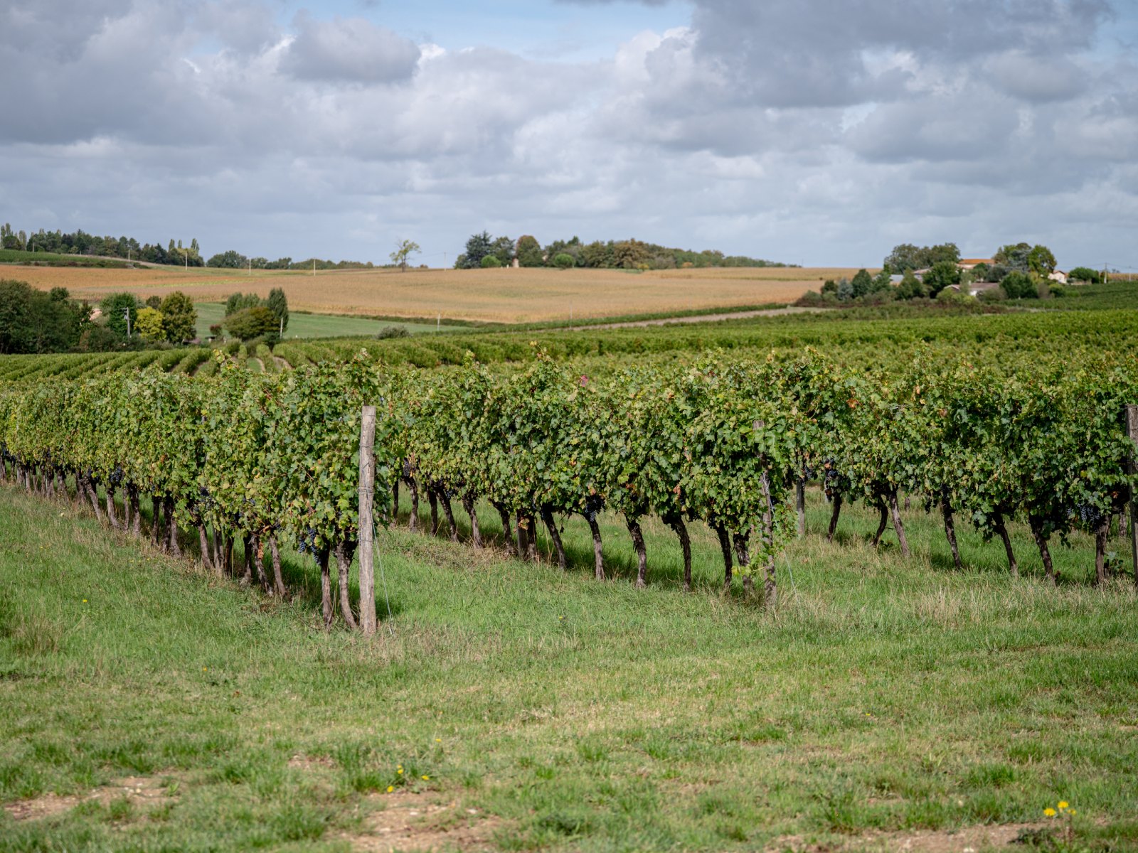 Vignes 2027