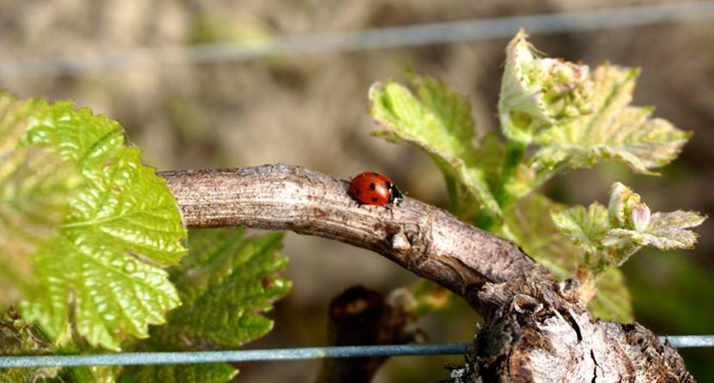 Vignobles Boudon