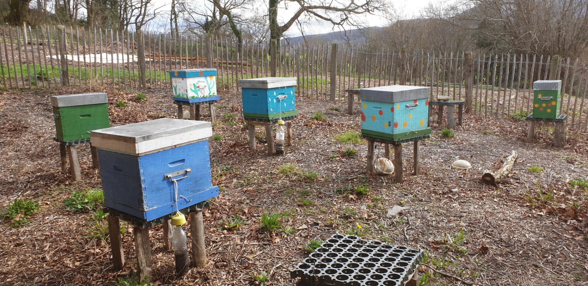 Des fleurs et des abeilles