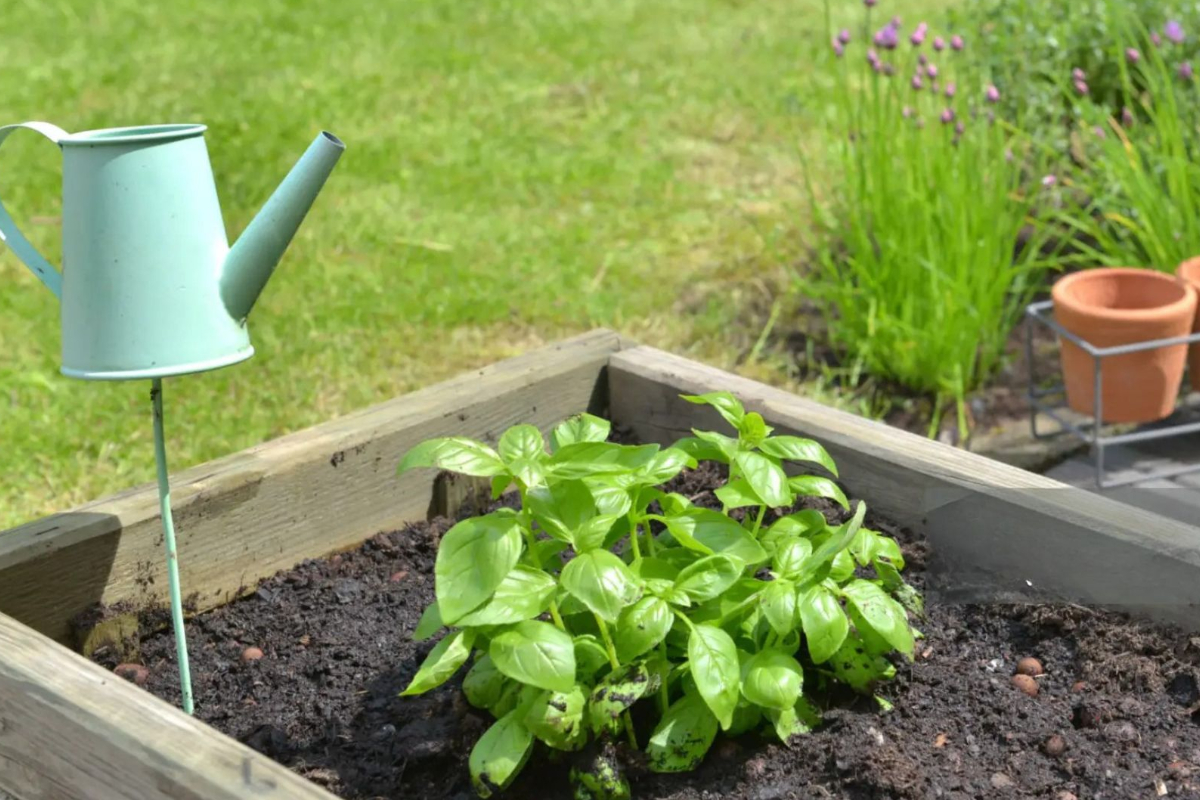 Atelier | Créer votre jardin de plantes aromat ...