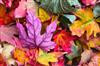 Marché d'automne