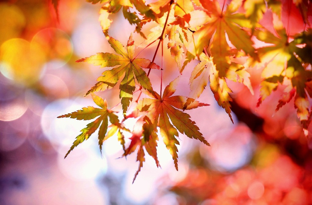 Balade | Les couleurs d'automne