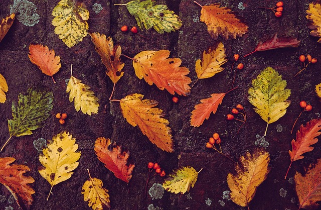Foire d'Automne 