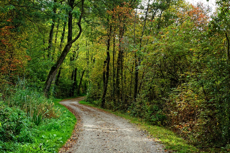A la rencontre de la Forêt de Navarrenx puis M ...