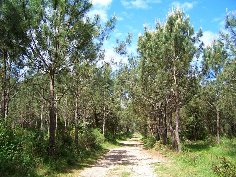 Forêt de pins 2 km - Ondres - Circuit vert