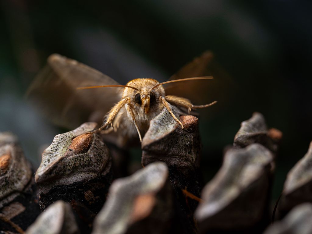 Visite : Faune nocturne et papillons de nuit