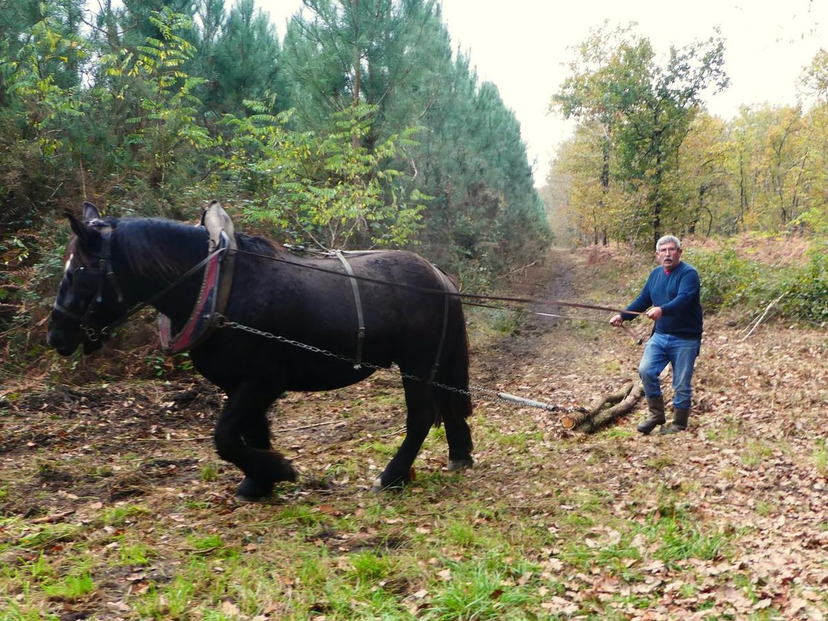 Journée de débardage à Cheval
