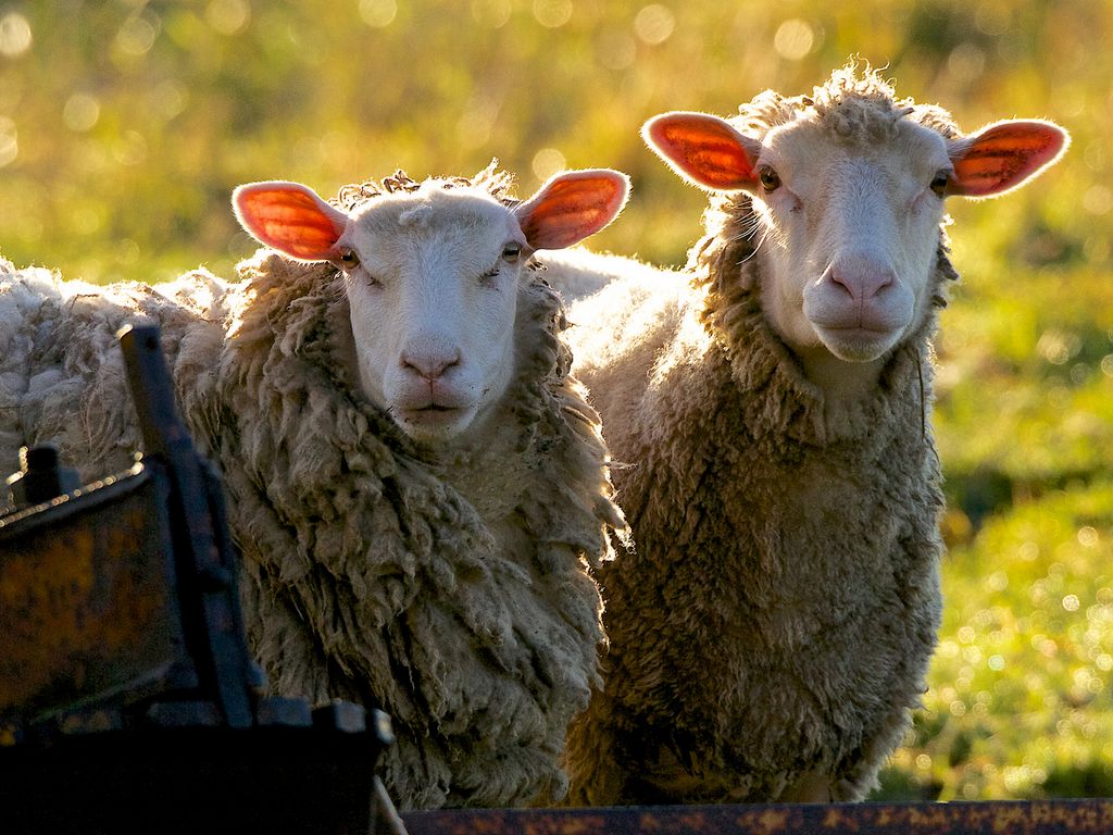 Comice agricole