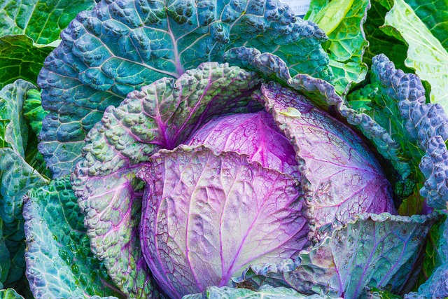 cabbage-1078163_640