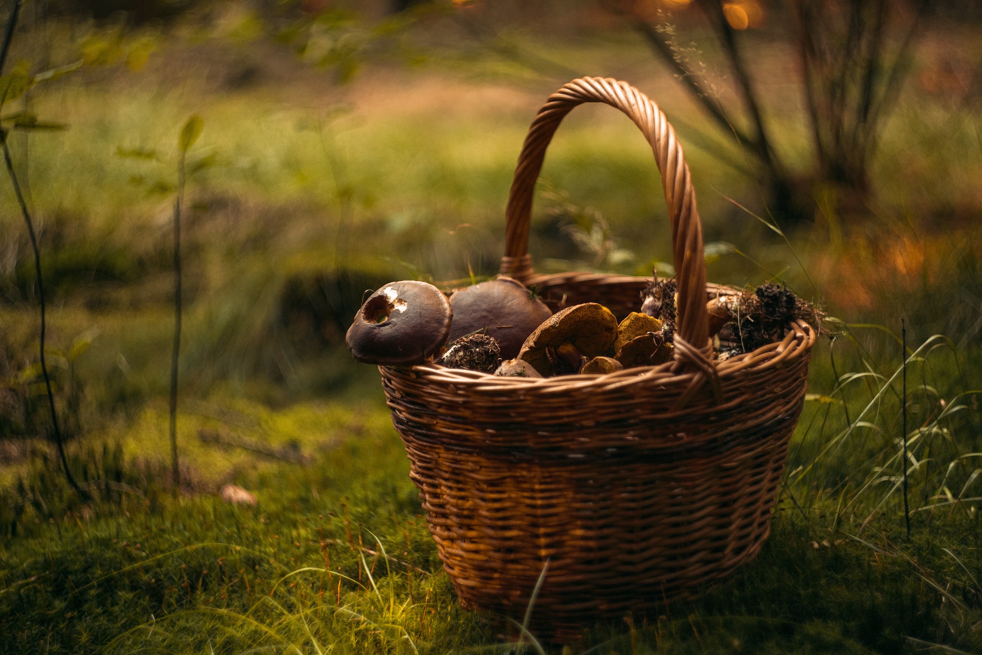 Exposition de champignons 