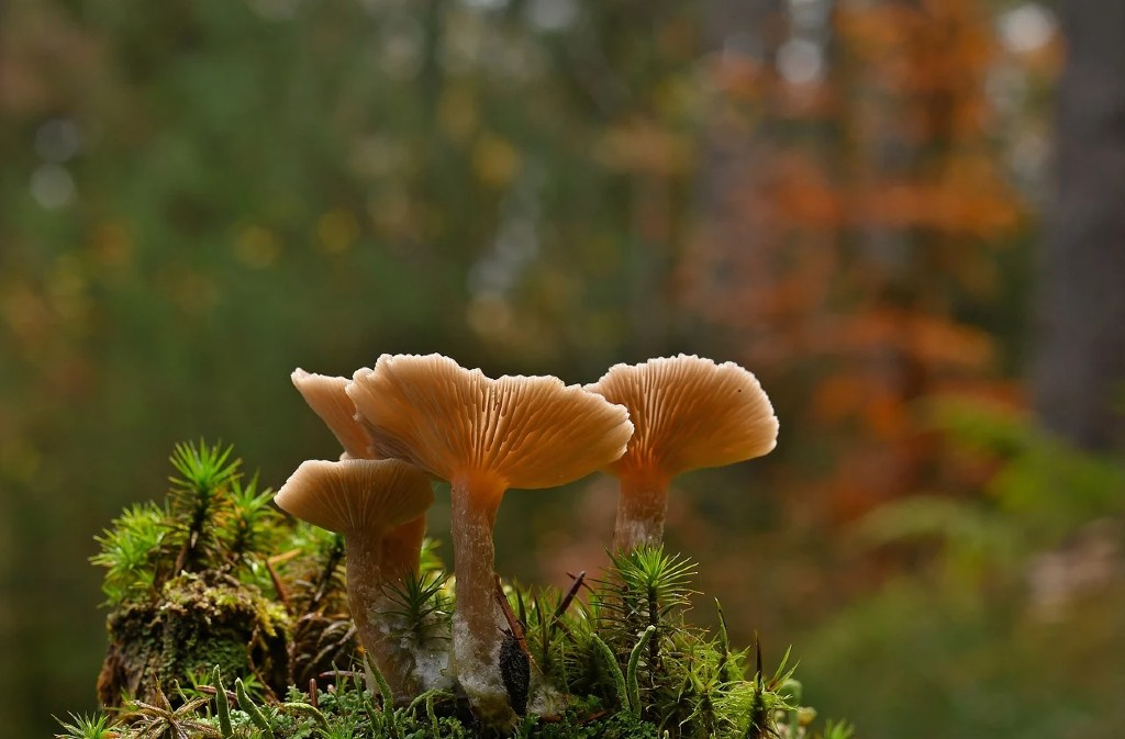 Sortie mycologique
