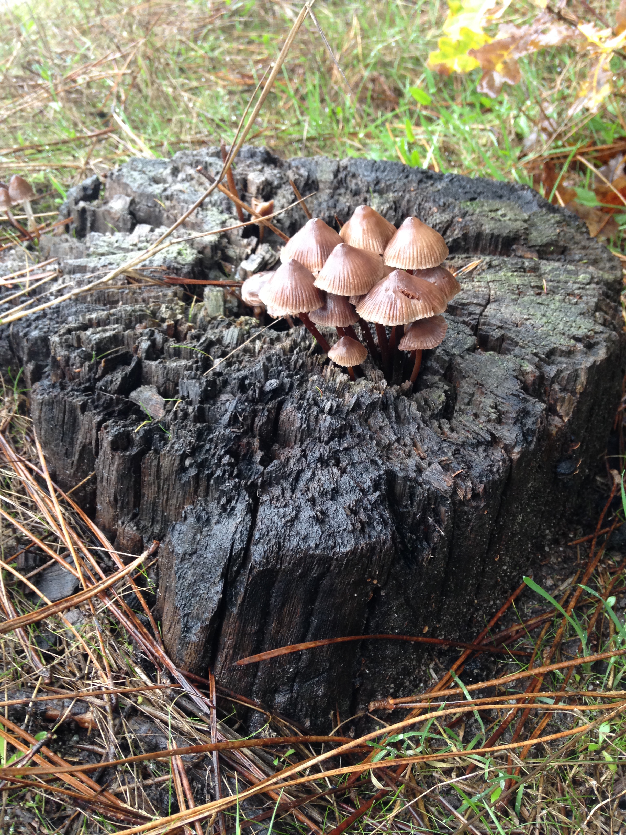 Animation Champignons 