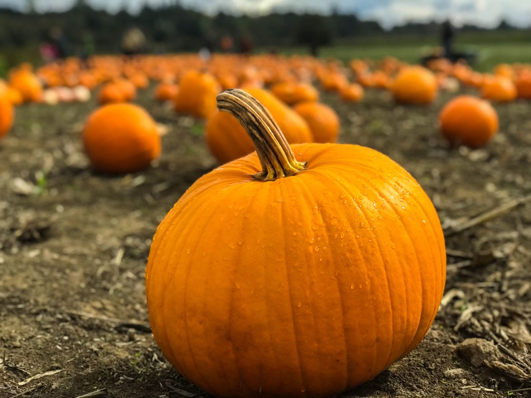 Fête à la citrouille d'Halloween