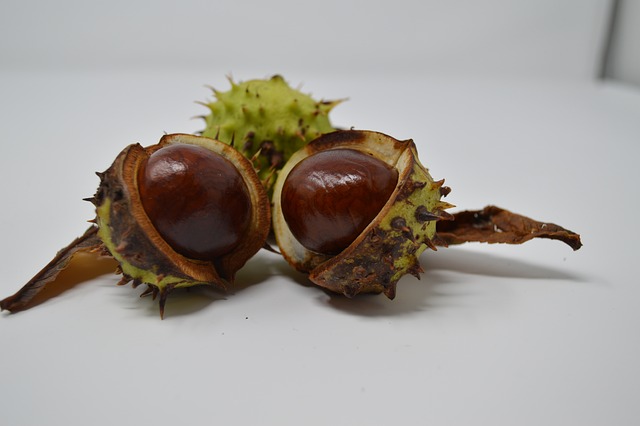 Vide-greniers à l'occasion du Championnat de France de Conkers