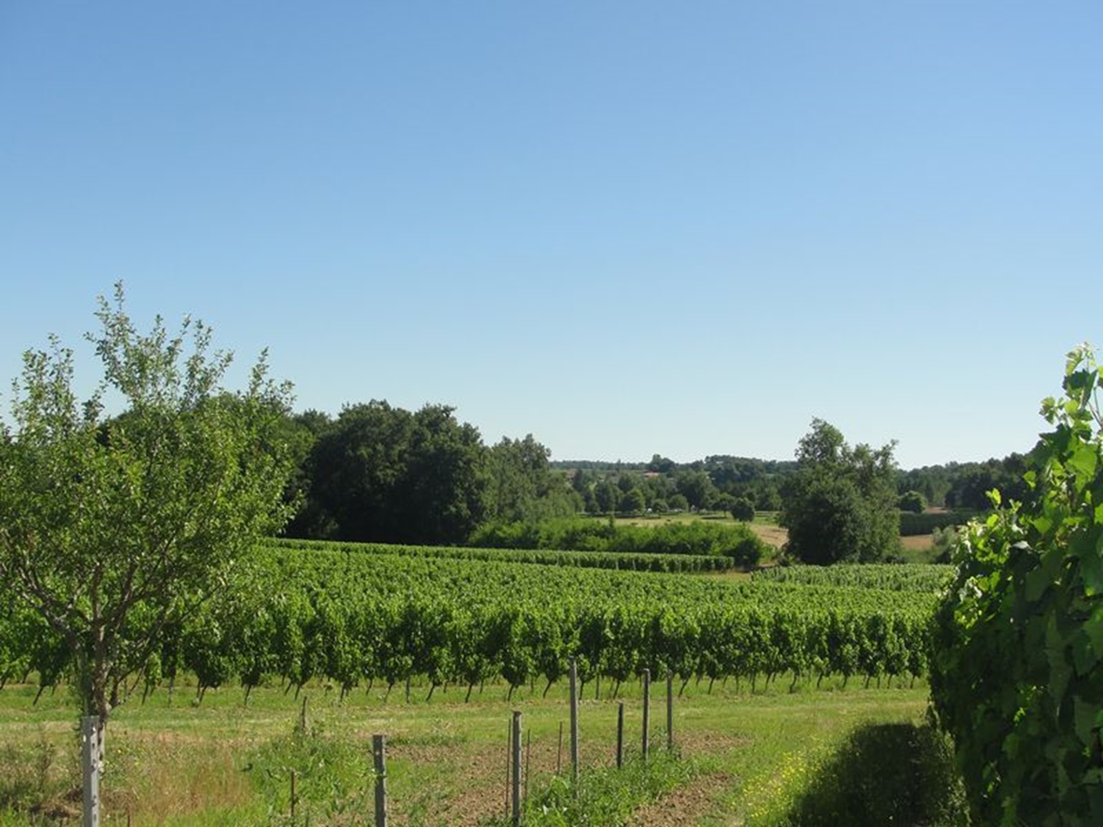 Château des Cordonniers