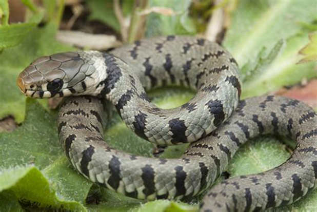 Les serpents d'Aquitaine