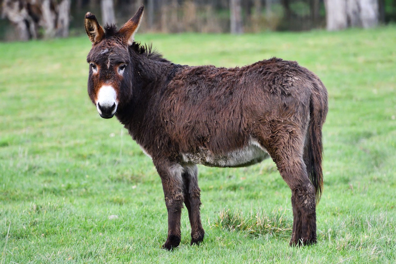 donkey-5872893_1280