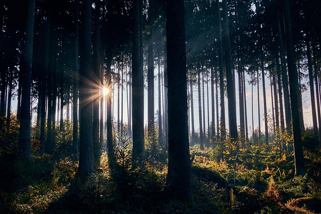 Sortie journée : influence de la géologie sur nos forêts