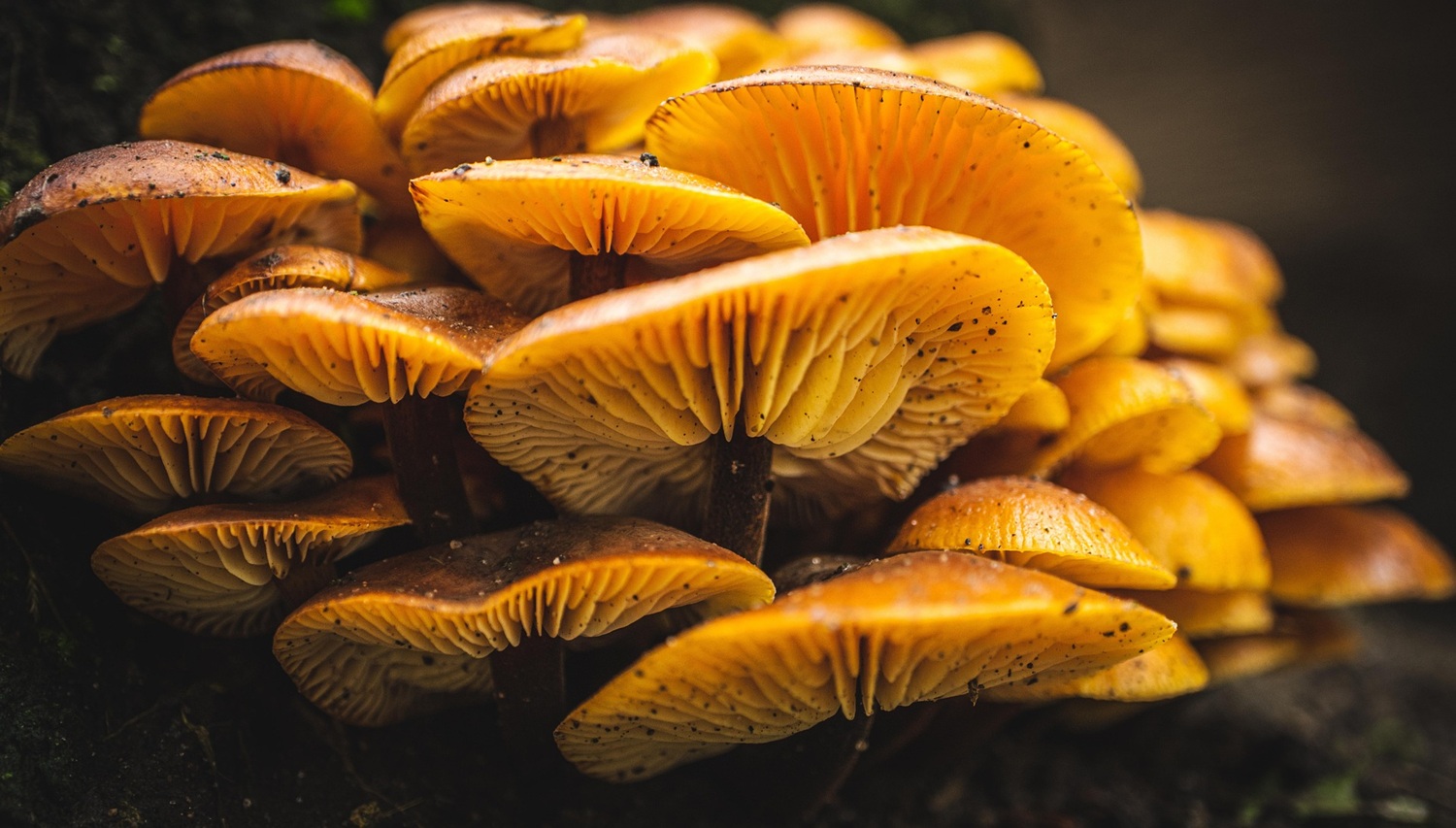 Sortie champignons pédagogique
