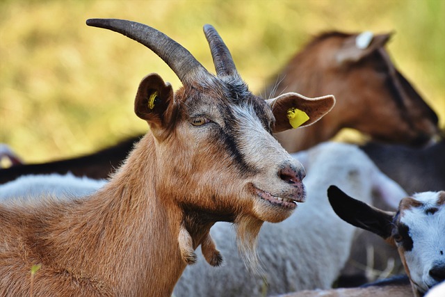 L'Eté à la ferme : La chèvre et le chou