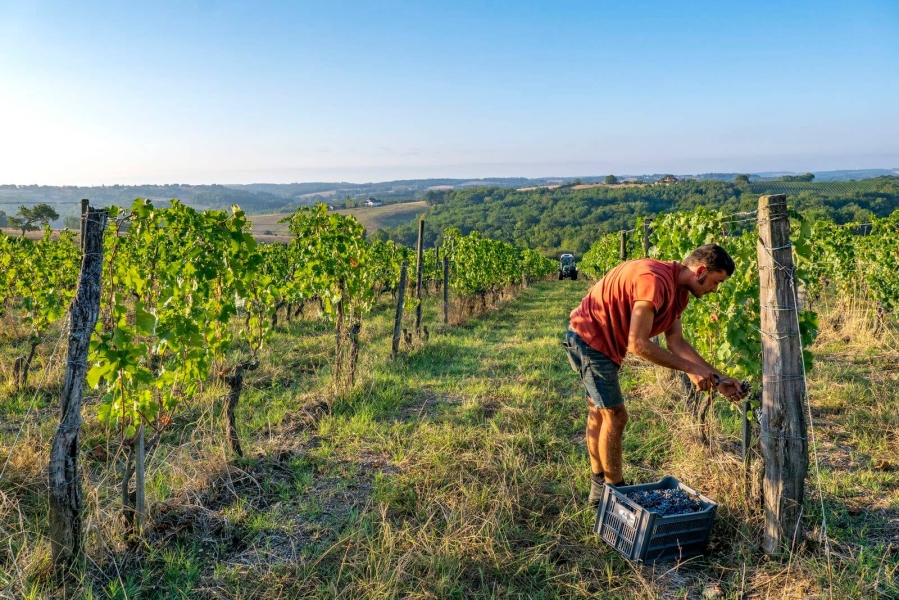 Atelier dégustation : Vallée de la Garonne et  ...