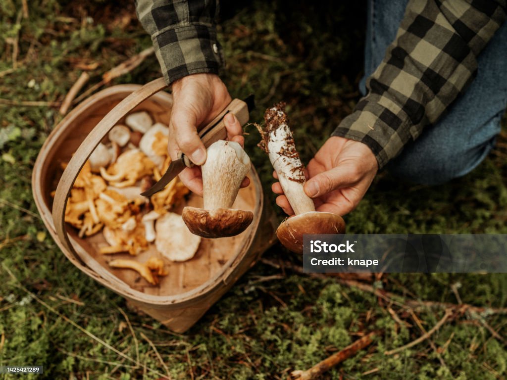 Sortie mycologique