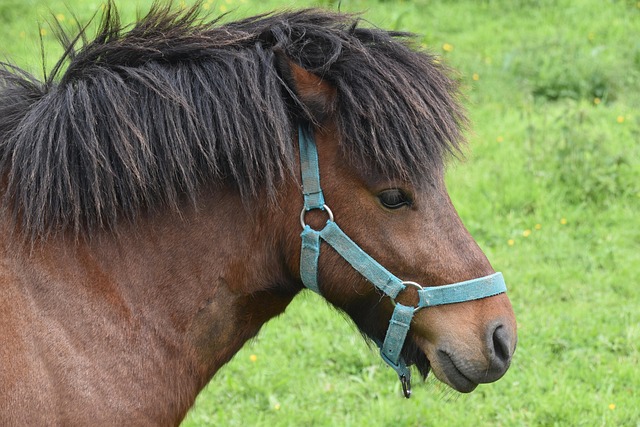 Fête à la ferme de Léo