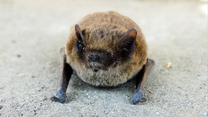 Rencontre avec les chauves-souris de Meyrals