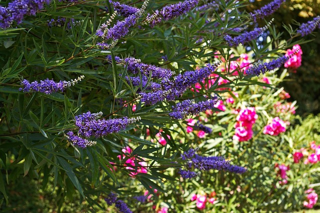 Micro-Conf : Art et plantes médicinales