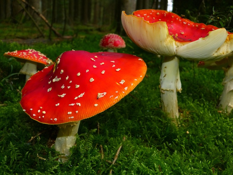 Terre en Vert : sortie mycologique