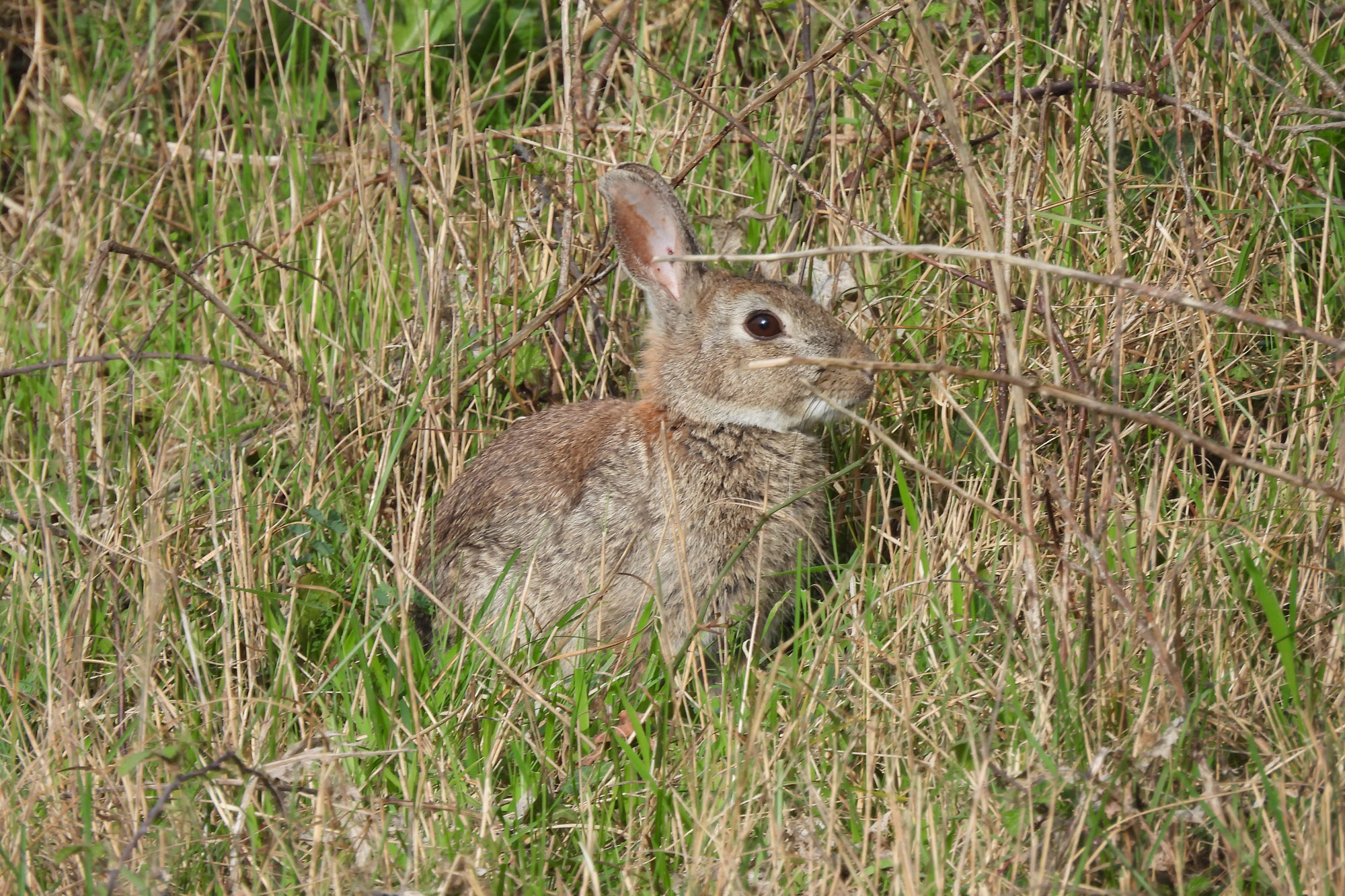 Loupi le lapin