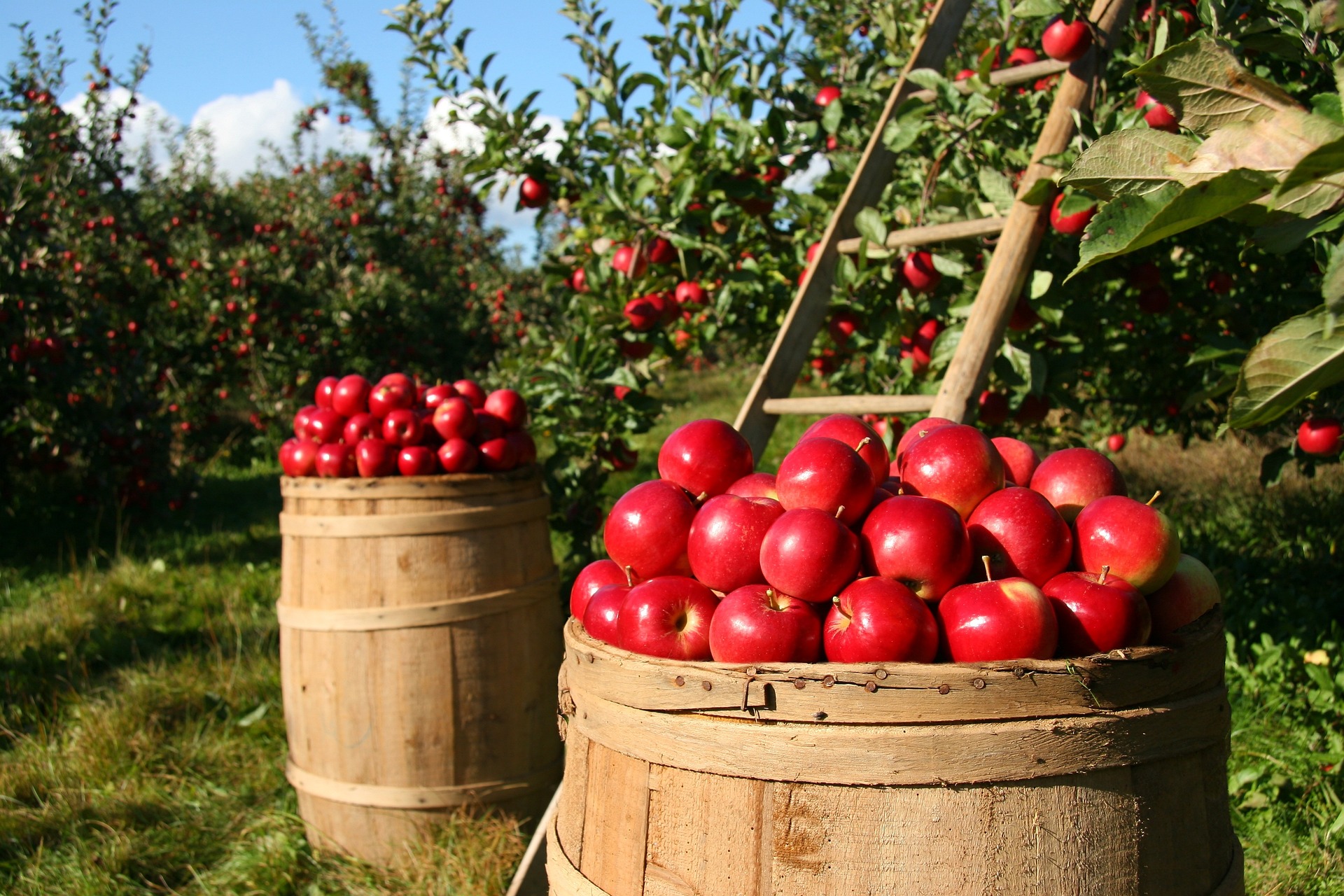 Créez votre atelier de petits fruits bio : donnez vie à votre projet !