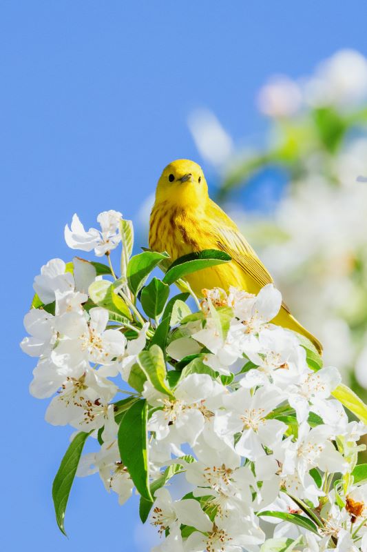 Fête du printemps : les petits exploarteurs de ...