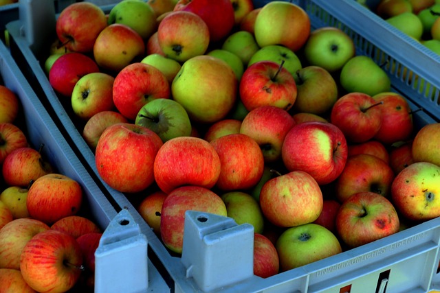 Pressage artisanal de jus de pomme