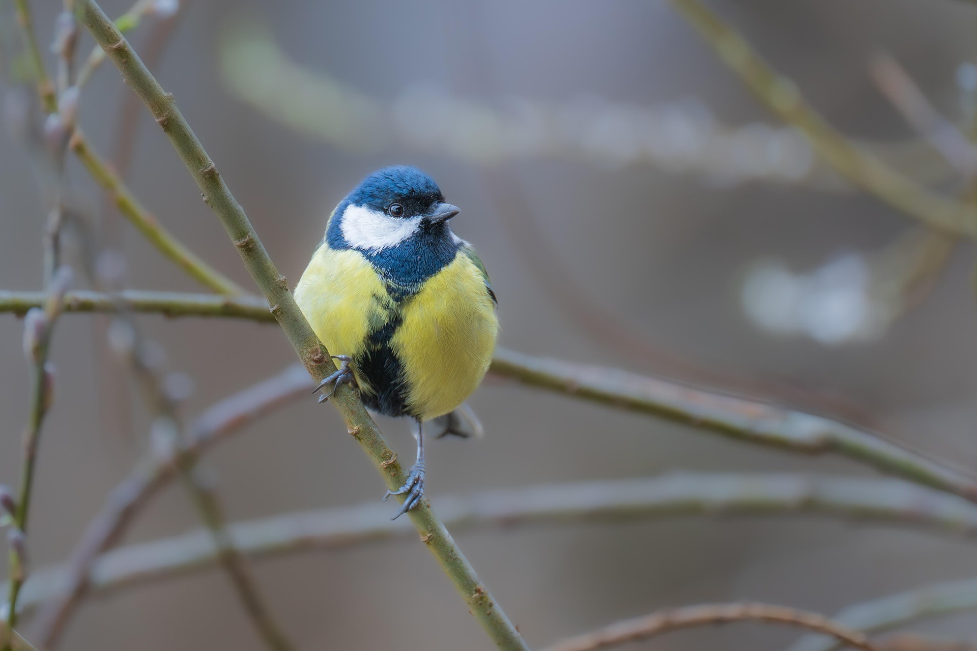 Balade nature : découverte des oiseaux