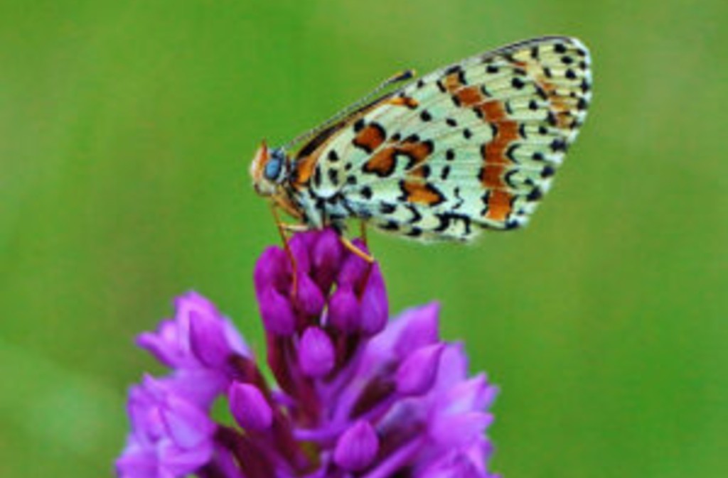 Conférence | Les insectes