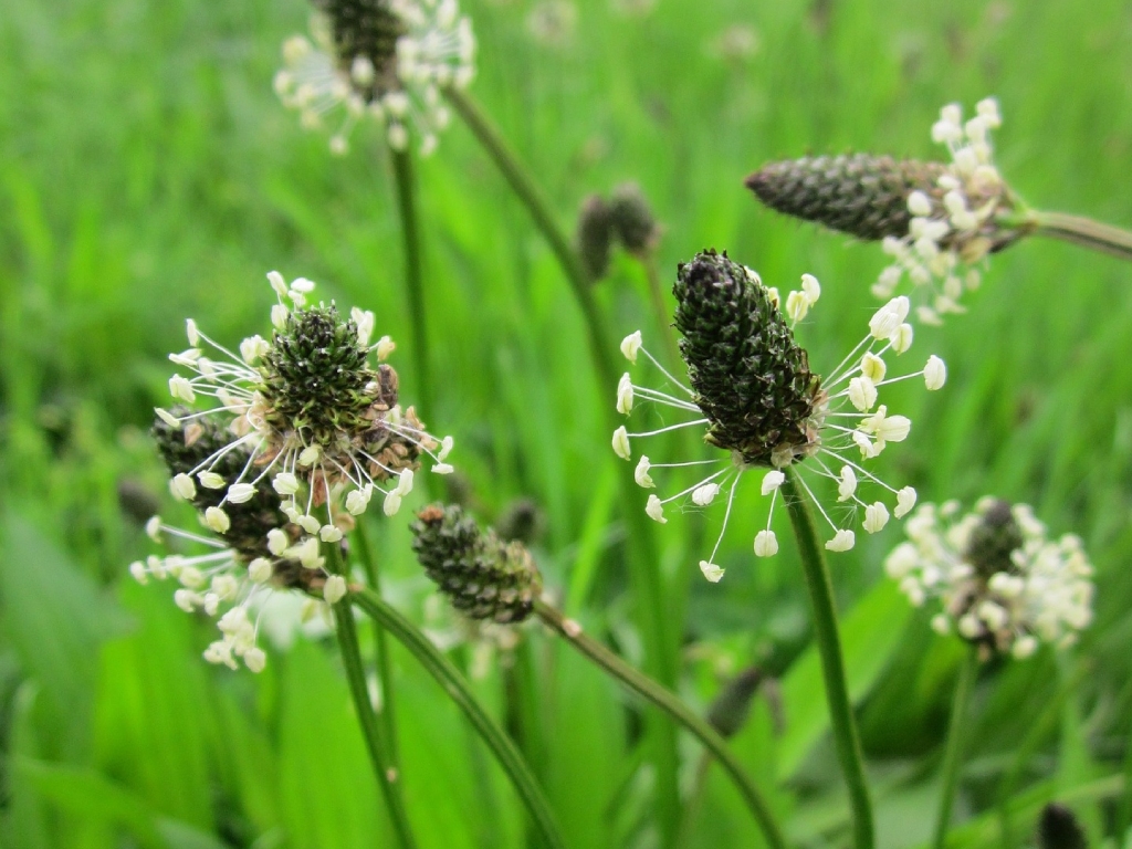 Balade : « Plantes comestibles »