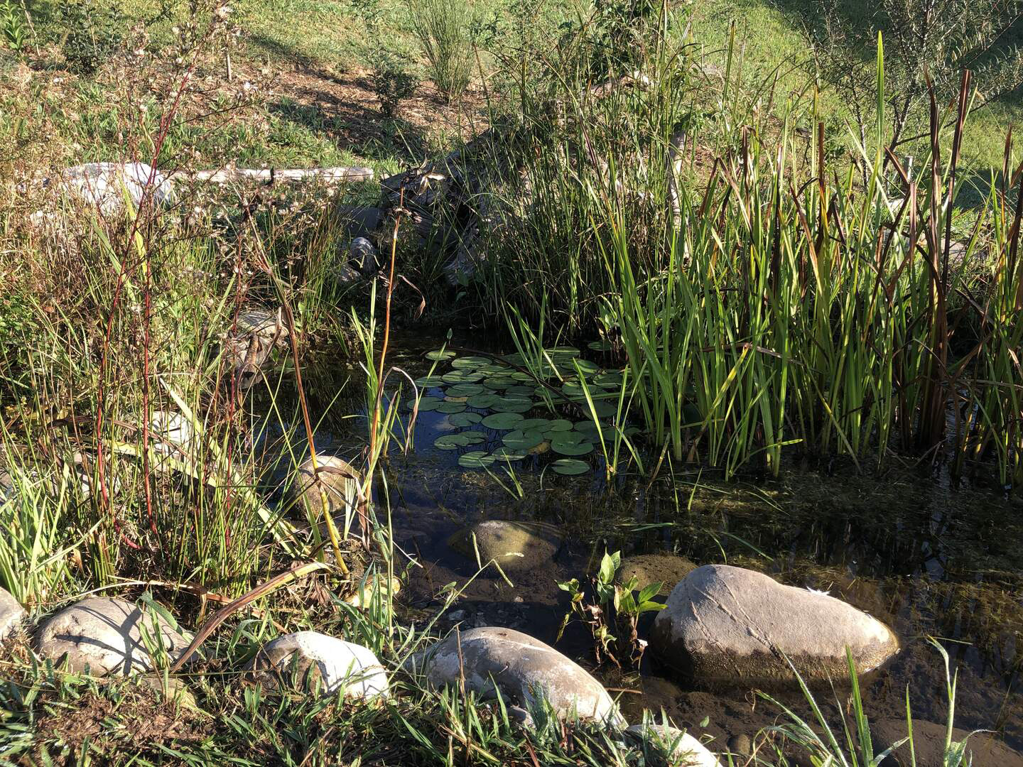 Participez aux plantations d'une mare
