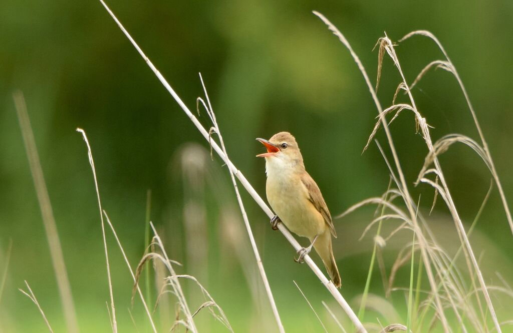 Les chants d'oiseaux des Barthes
