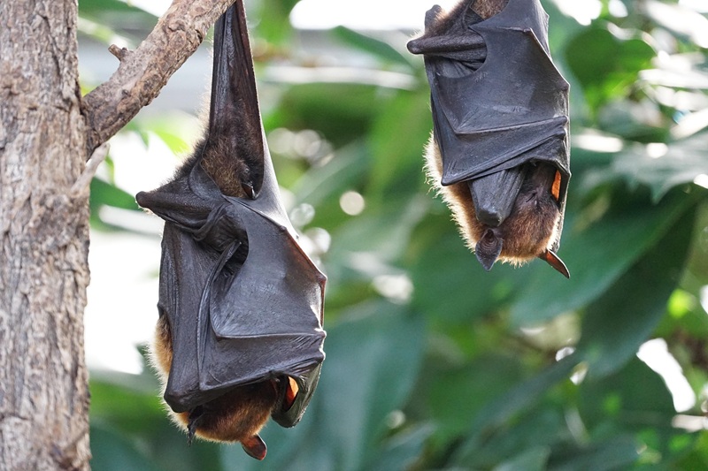 Terre en Vert : Nuit des chauves-souris