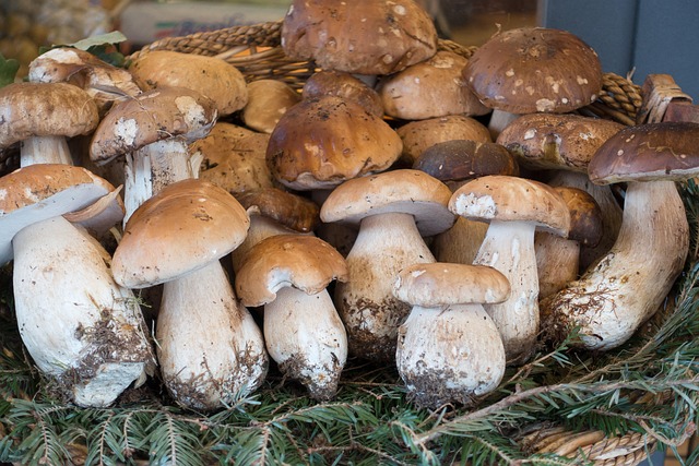 Marché aux cèpes à Villefranche du Périgord
