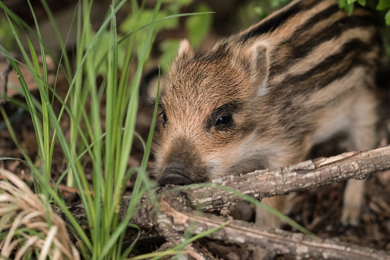 Repas de chasse à Besse