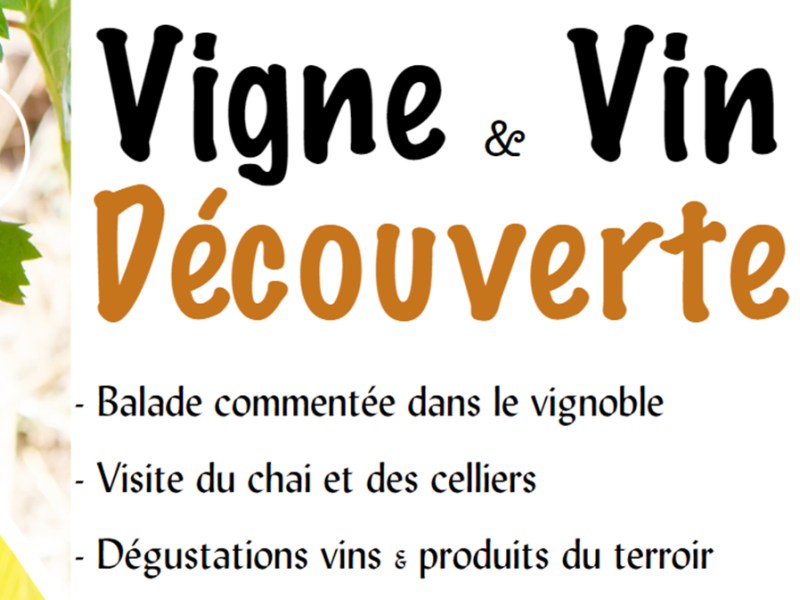 Vigne et vin découverte | Domaine du Siorac